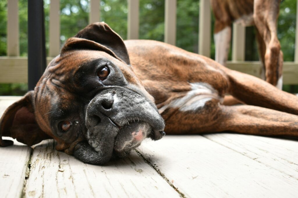 Du möchtest einen Familienhund? 6 Meinungen und Erfahrungen von mir dazu. 11 meghan hessler M6AW6w62rxk unsplash