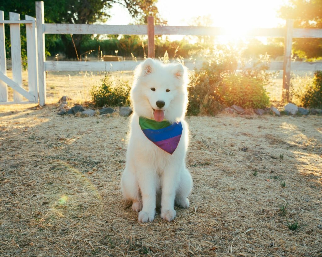 Du möchtest einen Familienhund? 6 Meinungen und Erfahrungen von mir dazu. 19 shakti rajpurohit X7bjrQGiCCU unsplash