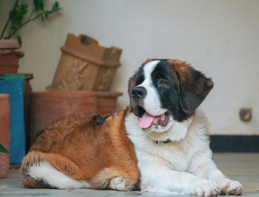 Du möchtest einen Familienhund? 6 Meinungen und Erfahrungen von mir dazu. 10 siddharth shah 84Xee3ZVrvc unsplash