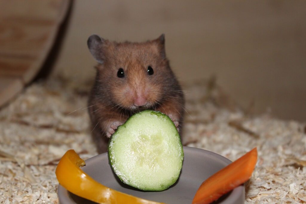Wie goldig - Warum der Goldhamster ein tolles Haustier für Familien ist 9 frischfutter ernaehrung