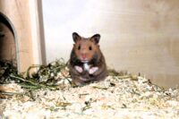 goldhamster 1