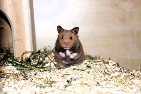 goldhamster 1