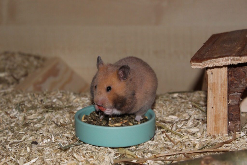 Wie goldig - Warum der Goldhamster ein tolles Haustier für Familien ist 10 goldhamster futter