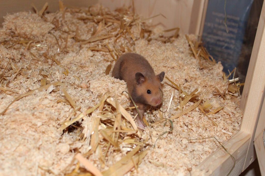 Wie goldig - Warum der Goldhamster ein tolles Haustier für Familien ist 8 hamster einstreu