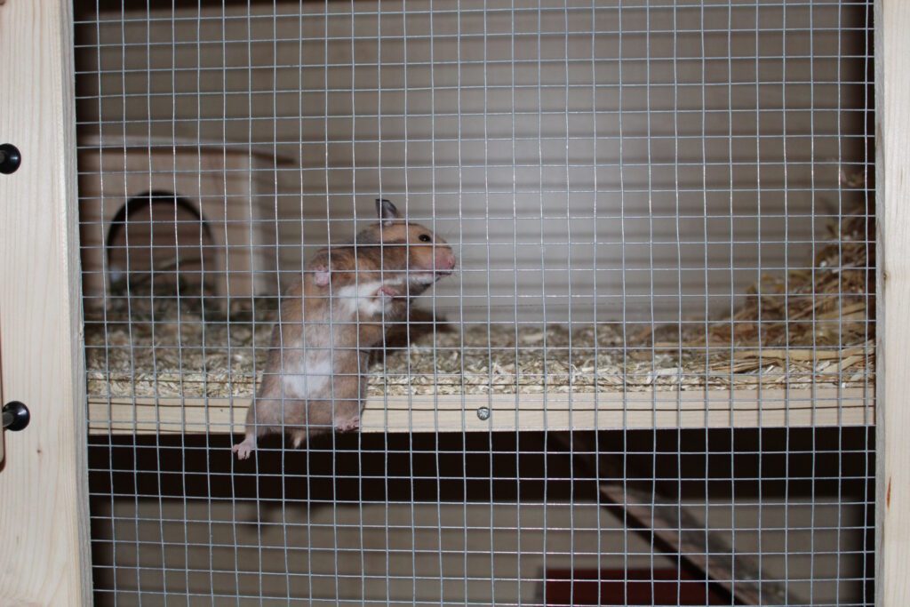 Wie goldig - Warum der Goldhamster ein tolles Haustier für Familien ist 7 hamster klettern