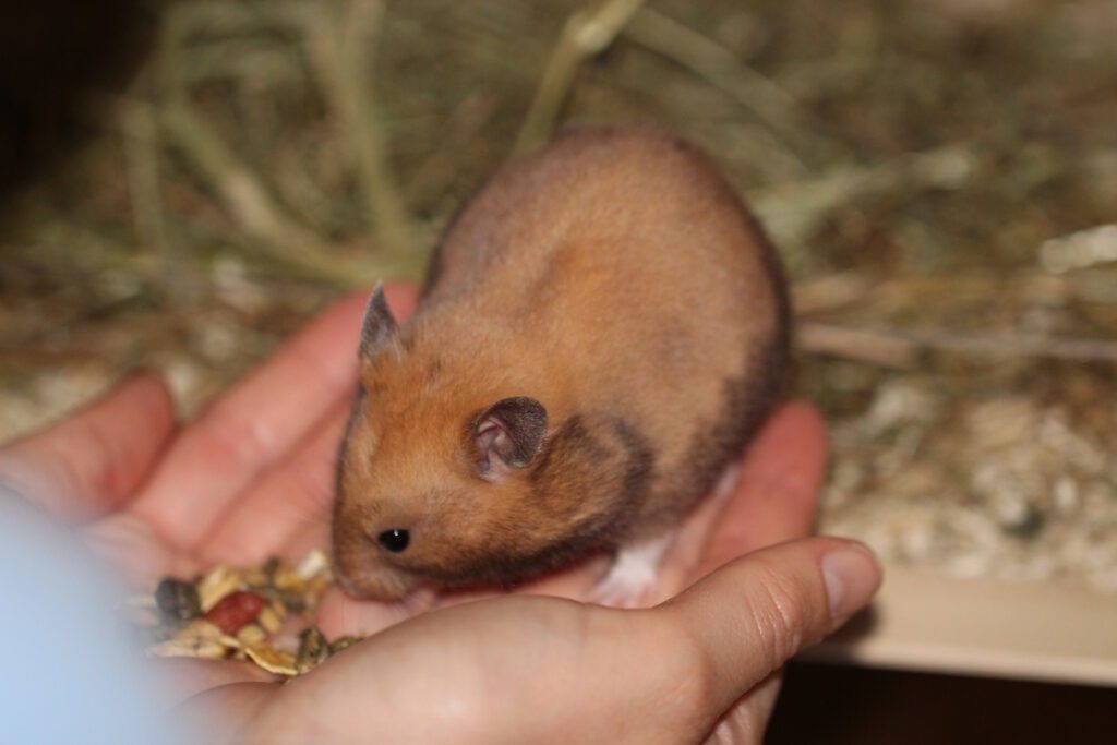 Wie goldig - Warum der Goldhamster ein tolles Haustier für Familien ist 6 Ein Goldhamster ist ein kindertaugliches Haustier