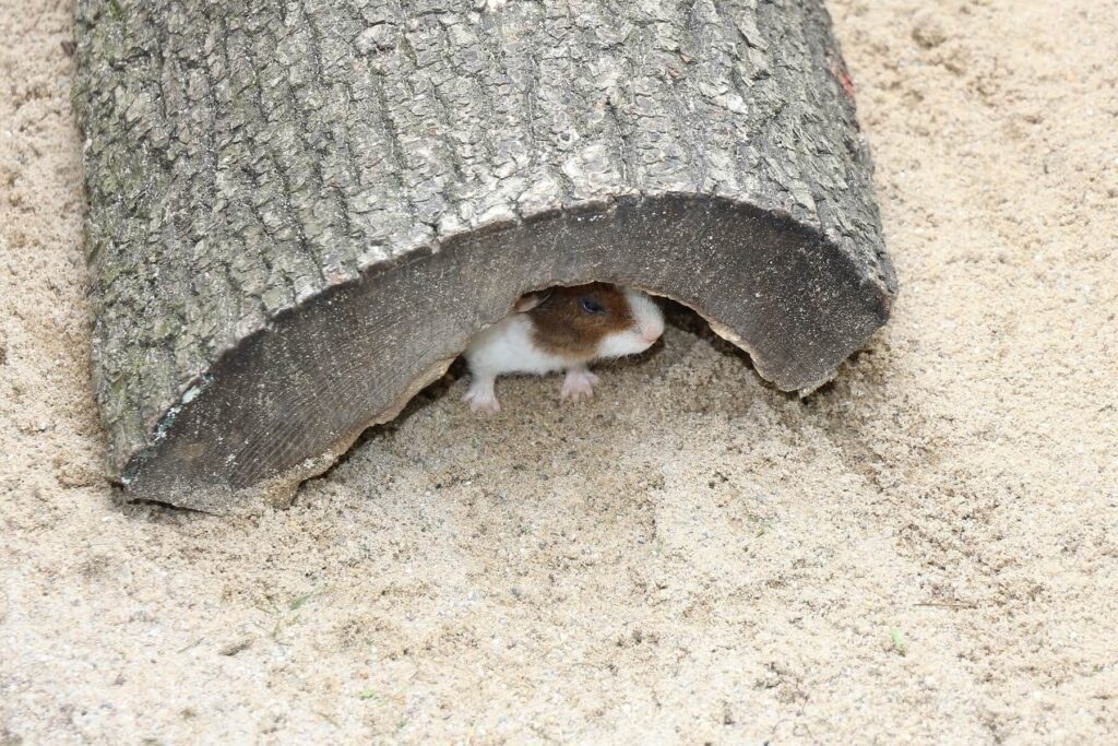 Meerschweinchen – kleine, aber feine Haustiere für die ganze Familie 9 fluchttiere