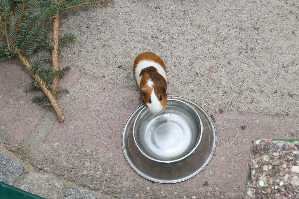 Meerschweinchen – kleine, aber feine Haustiere für die ganze Familie 7 Meerschweinchen sind tolle Haustiere für Familien