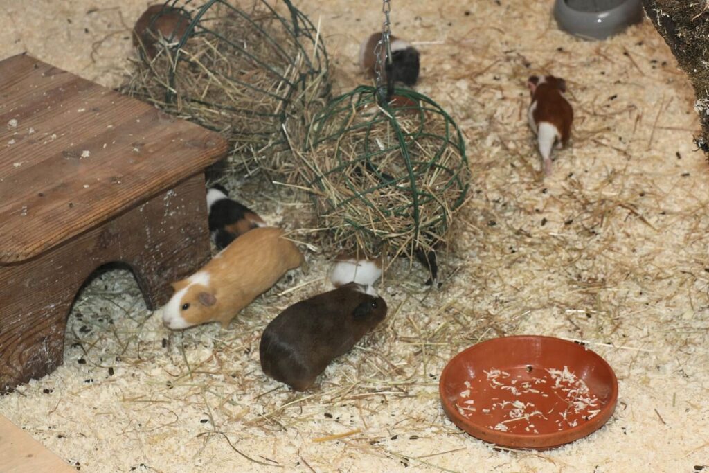 Meerschweinchen – kleine, aber feine Haustiere für die ganze Familie 8 gruppe mit meerschweinchen