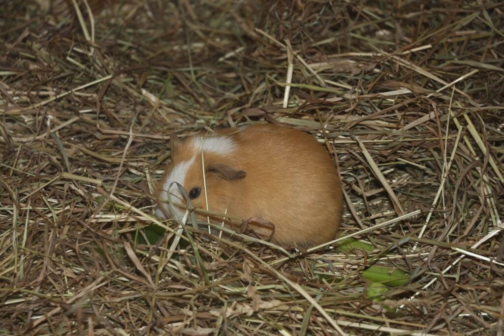 Meerschweinchen – kleine, aber feine Haustiere für die ganze Familie 10 meerschweinchen im heu