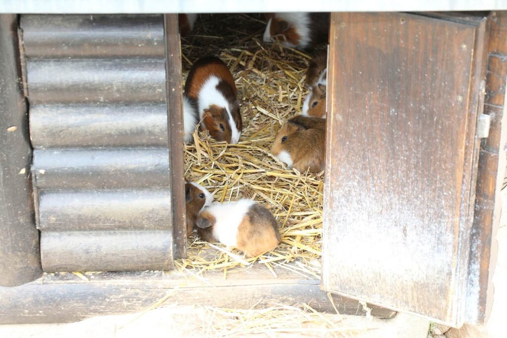 Meerschweinchen – kleine, aber feine Haustiere für die ganze Familie 6 schweinerotte
