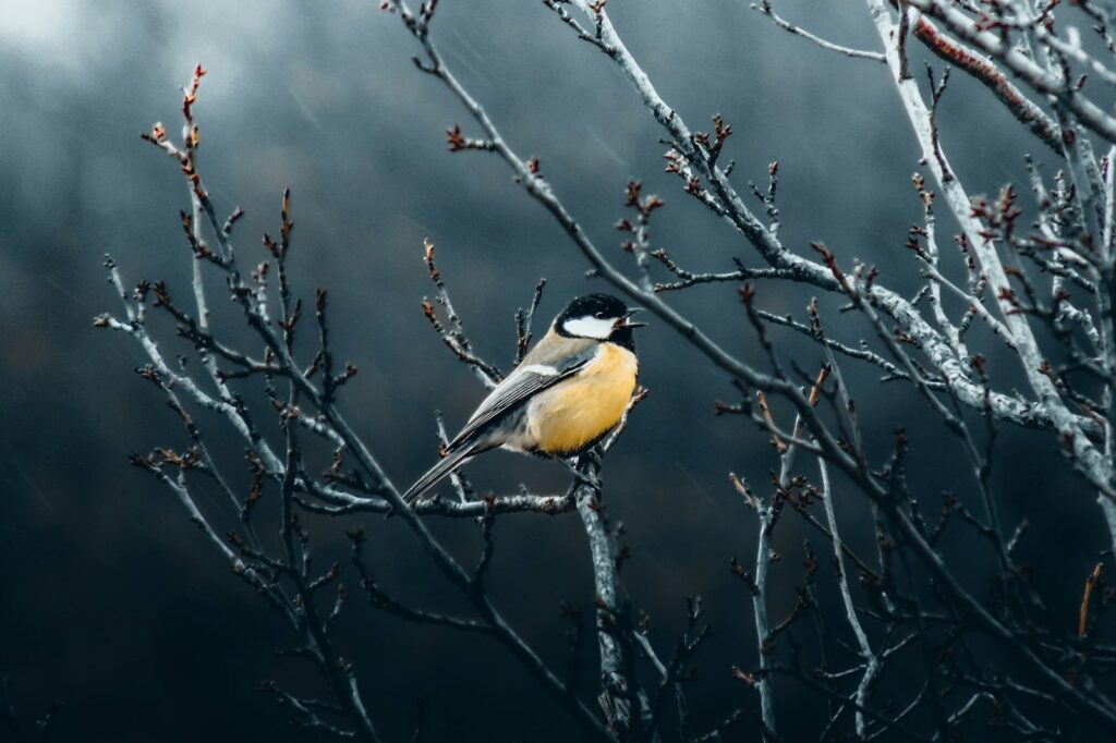 bilali esmir zr 4mas8bNs unsplash min