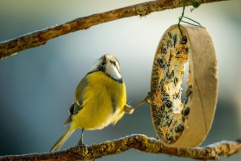 DIY-Projekt für verschneite Tage -Vogelfutterkugeln mit den Kindern basteln 2 pexels guvo59 34842236 min