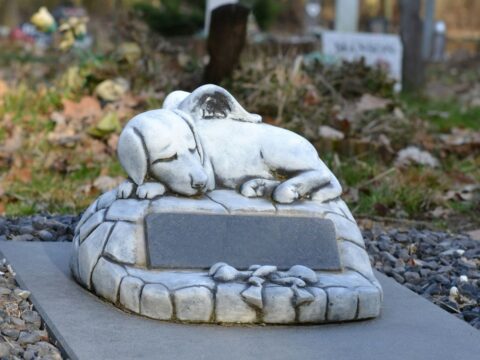 csaba gyulavari ZZ hQP92Vbc unsplash 1