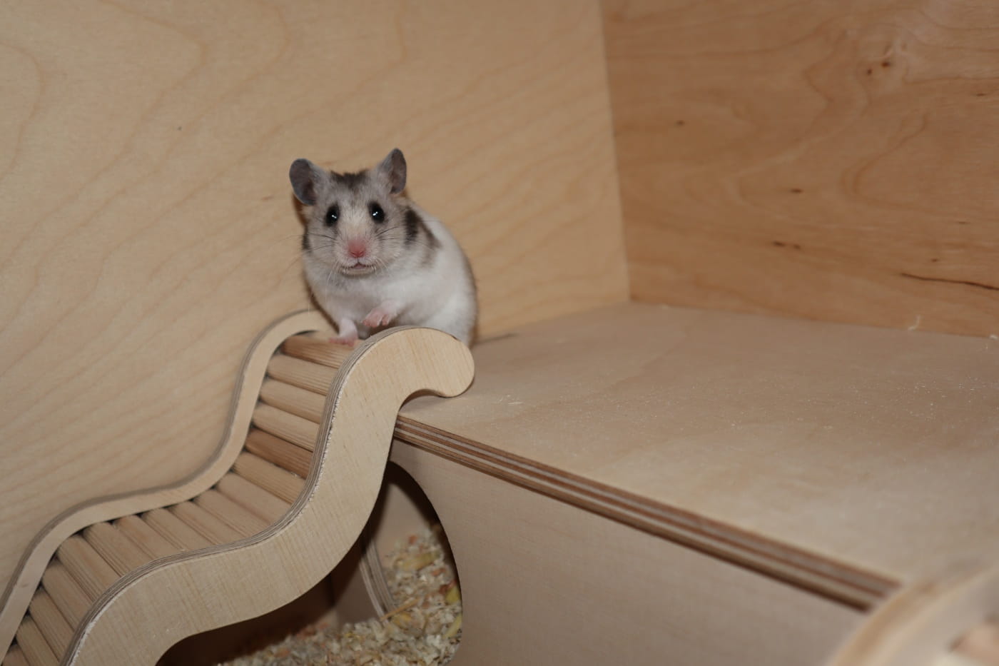 Der Hamster – das perfekte Haustier für Jugendliche? 8 hamster pflege 1