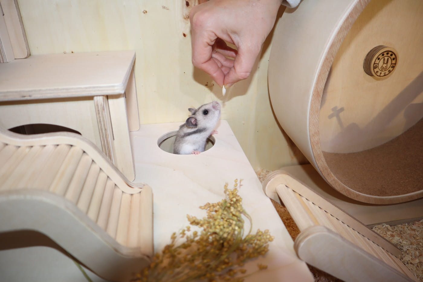 Der Hamster – das perfekte Haustier für Jugendliche? 12 jugendliche hamster 1