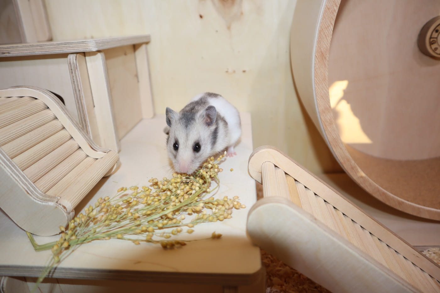 Der Hamster – das perfekte Haustier für Jugendliche? 10 koerner hamster 1