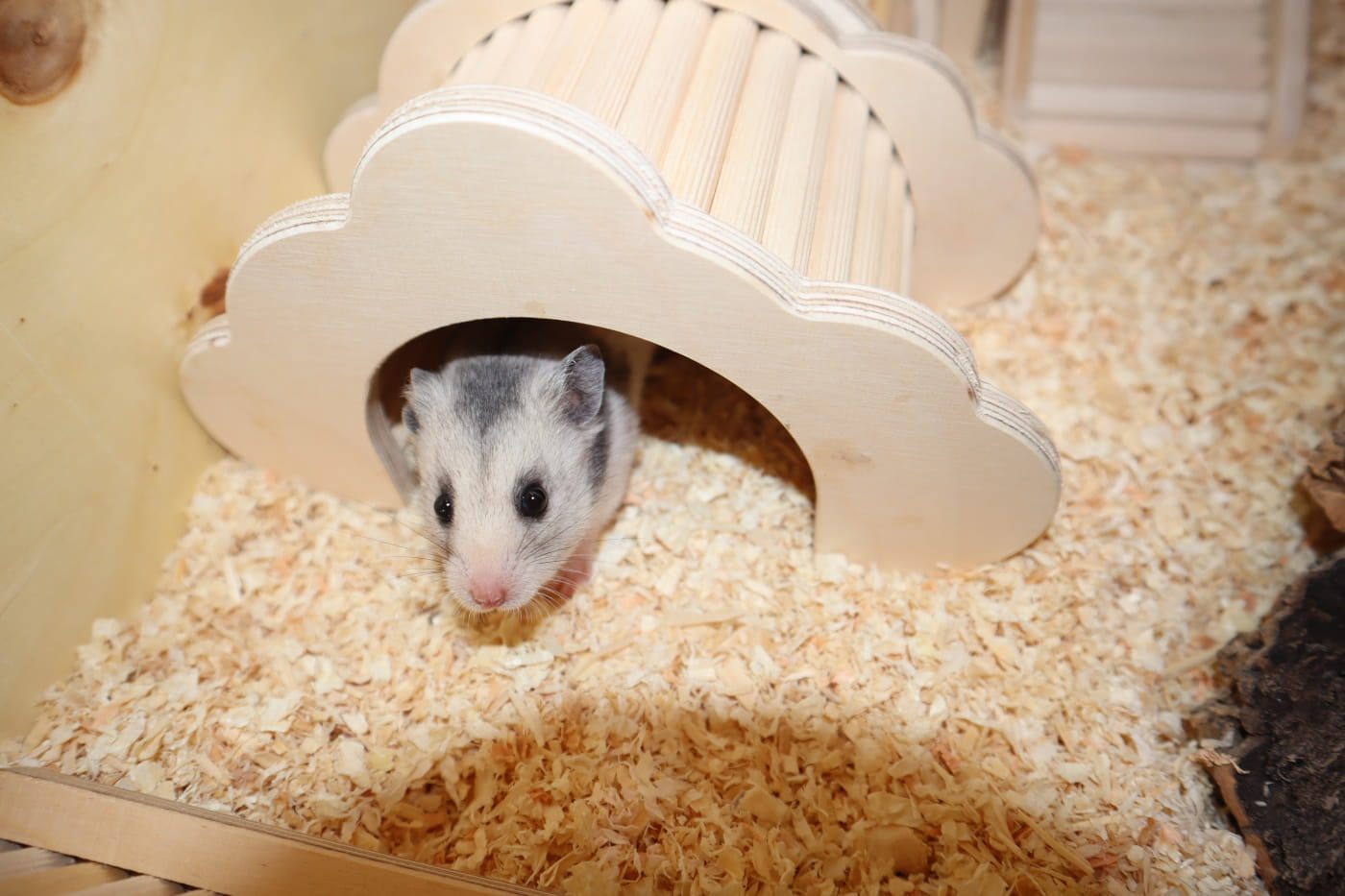 Der Hamster – das perfekte Haustier für Jugendliche? 6 langschlaefer hamster 1