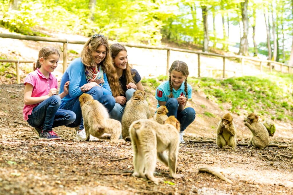 Eifel Wild und Erlebnispark Daun 2 1