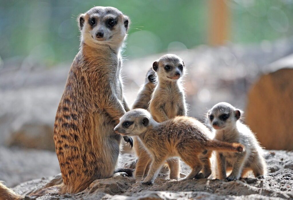 Rostock Ro 44 Zoo Erdmaennchen Zoo Joachim Kloock 1