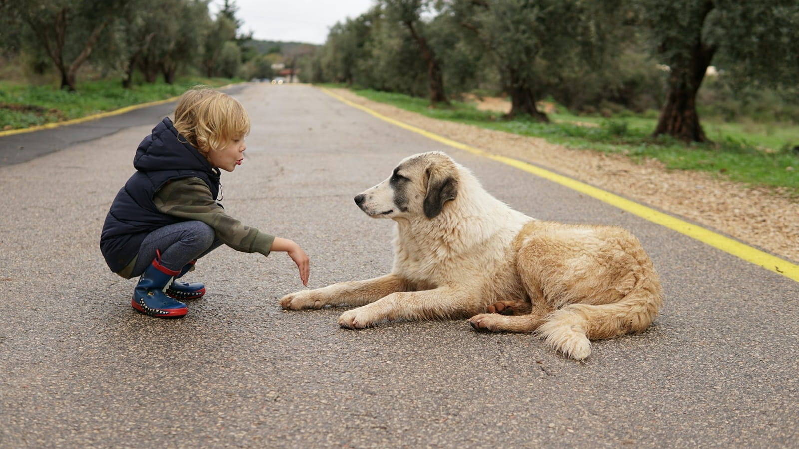 Mein Sohn ist mit einem Hund aufgewachsen. Und der Hund hat darüber ein Buch geschrieben 4 chen mizrach 07YV0y kqvw unsplash 1