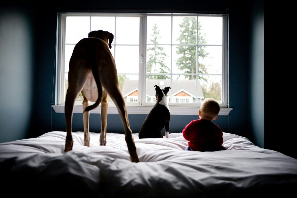 Mein Sohn ist mit einem Hund aufgewachsen. Und der Hund hat darüber ein Buch geschrieben 7 erin vey ZIB2EaD7P0s unsplash 1