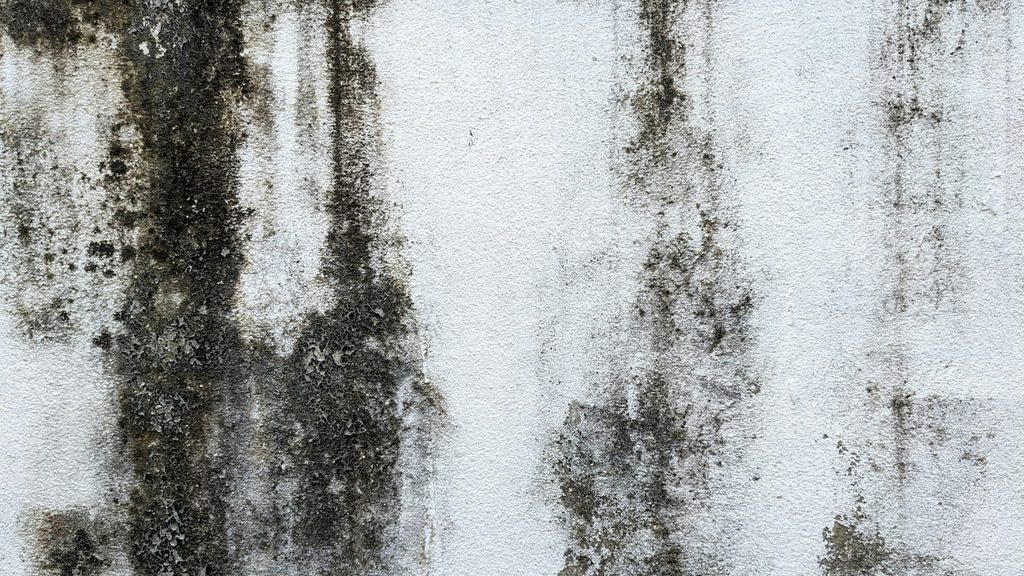 Der handwerklich begabte Vater - Wie beseitigt man Schimmel? 7 Schimmel in der Wohnung sollte schnell bekämpft werden