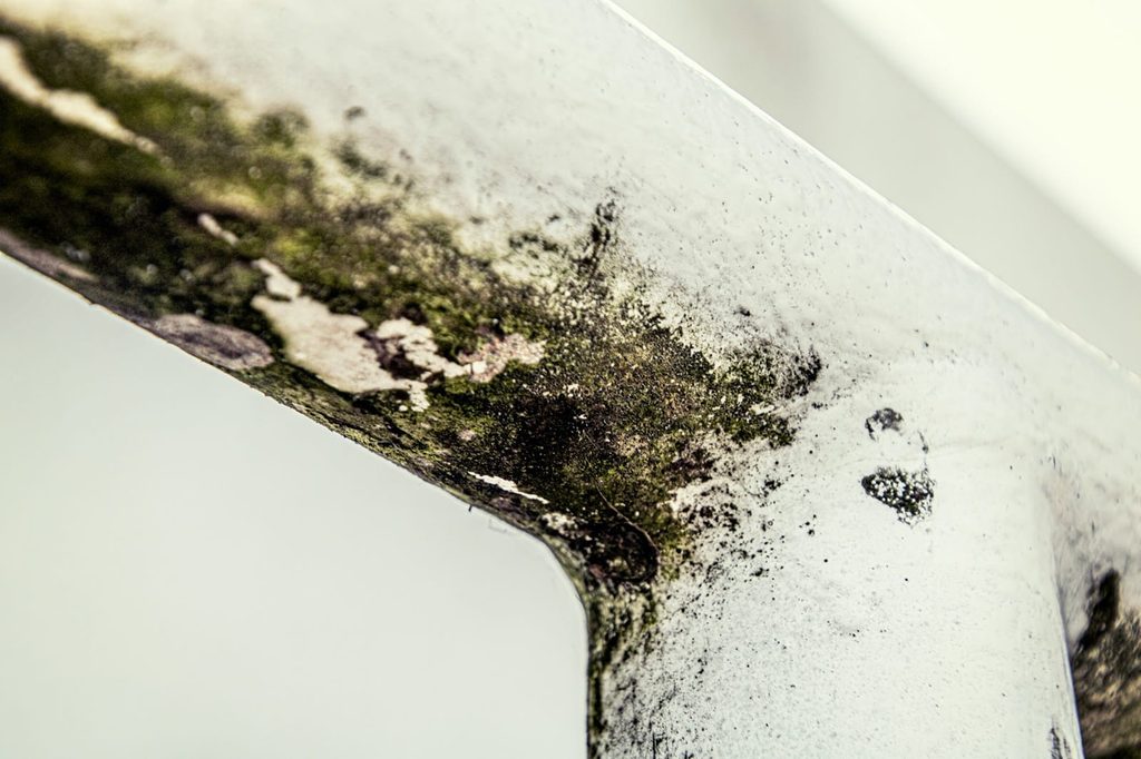 Der handwerklich begabte Vater - Wie beseitigt man Schimmel? 6 michael schaffler 6Ae1LgFFFA unsplash 1