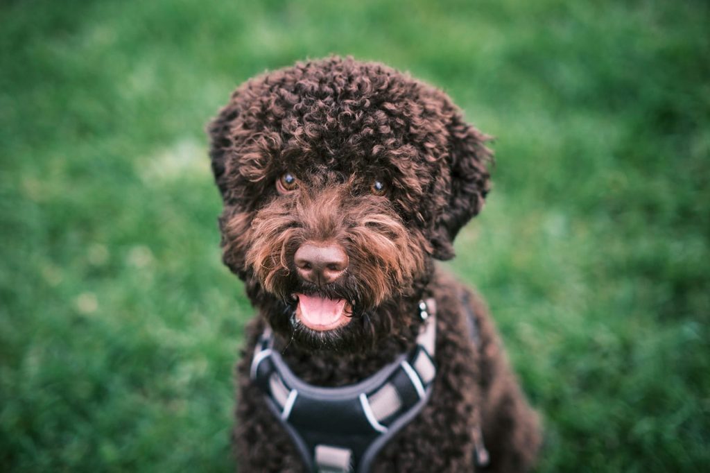 Mein Sohn ist mit einem Hund aufgewachsen. Und der Hund hat darüber ein Buch geschrieben 6 stephen kidd CSqJUdfGNmc unsplash 1