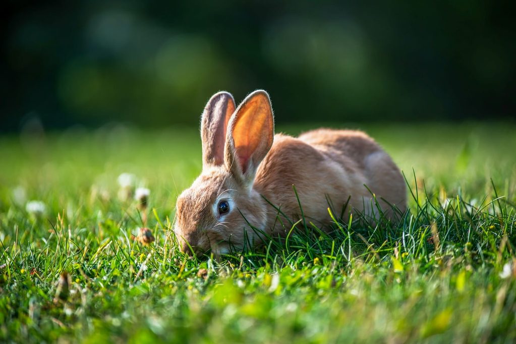 Selbstversorgung und Kleintiere - Gartenprojekte für Väter und Kinder 7 wildlife by irina OblPOqG4eJQ unsplash 1