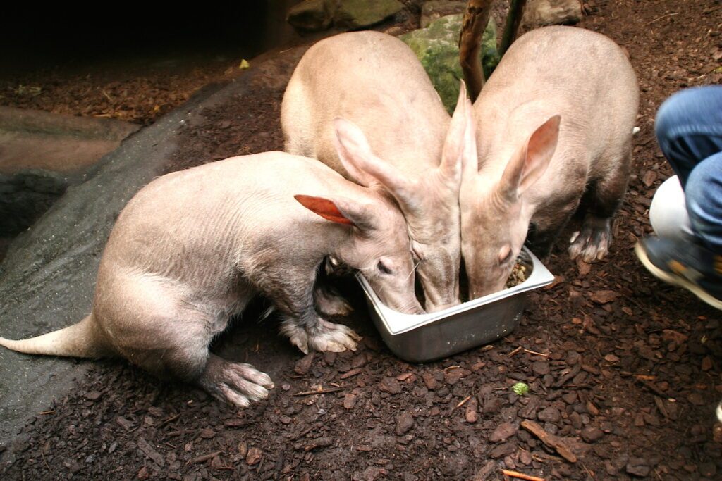Hinter den Kulissen des Burgers Zoo, Arnheim 6 BurgersZoo Erdferkel 2