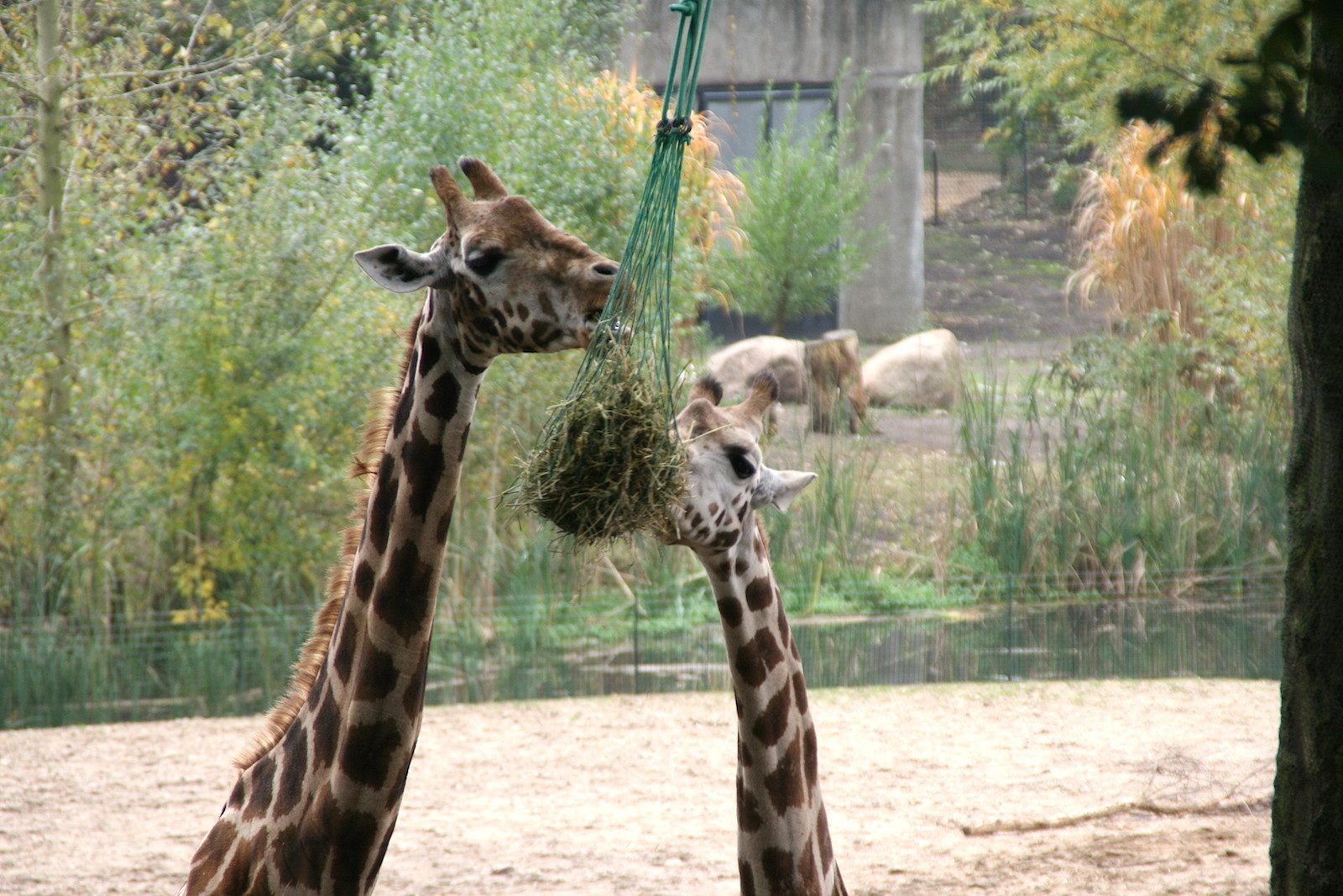 BurgersZoo Giraffen