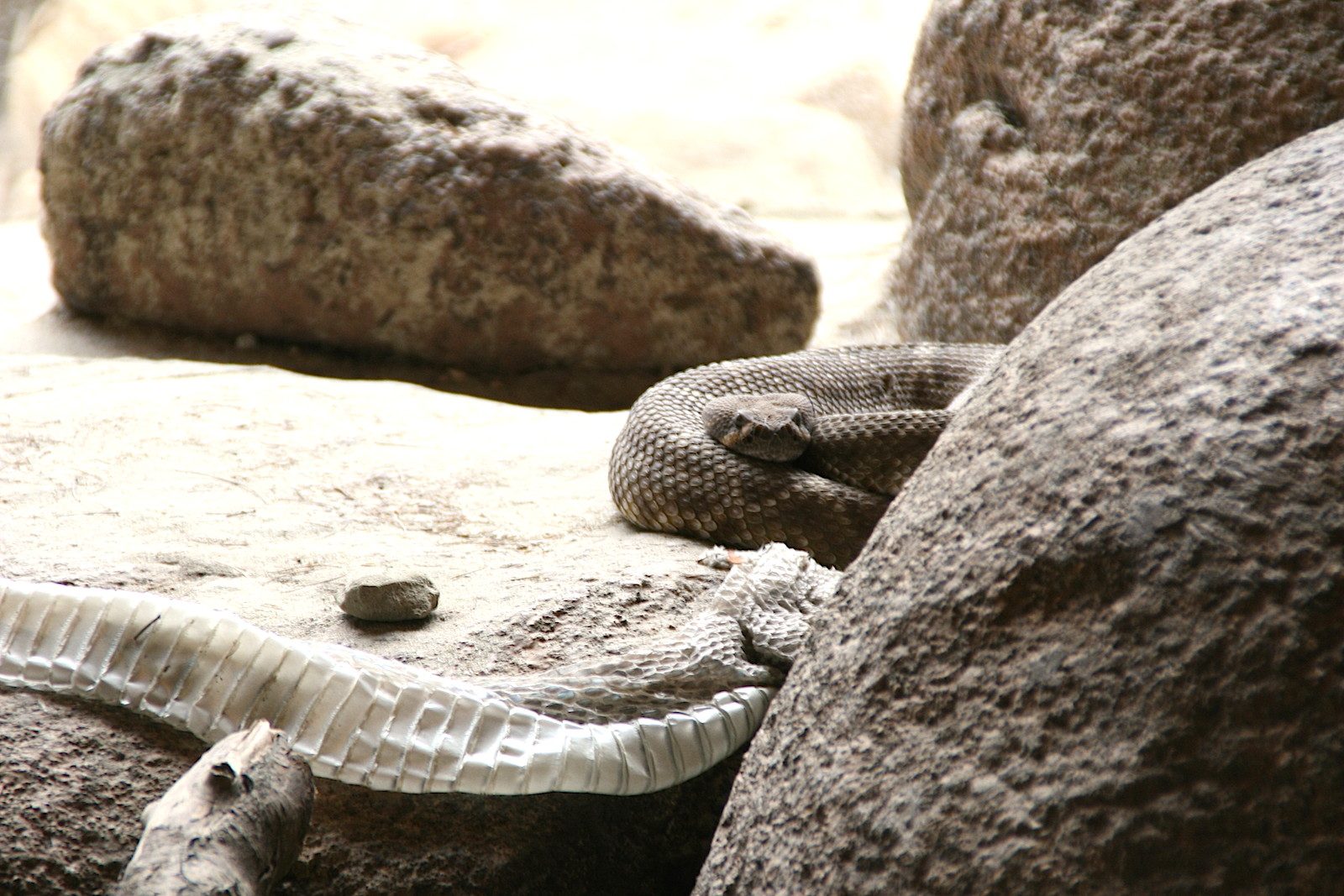 BurgersZoo Klapperschlange