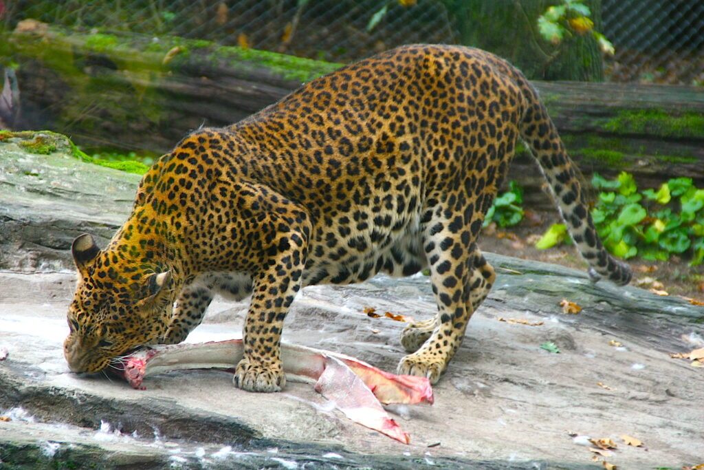 Hinter den Kulissen des Burgers Zoo, Arnheim 3 BurgersZoo Leopard