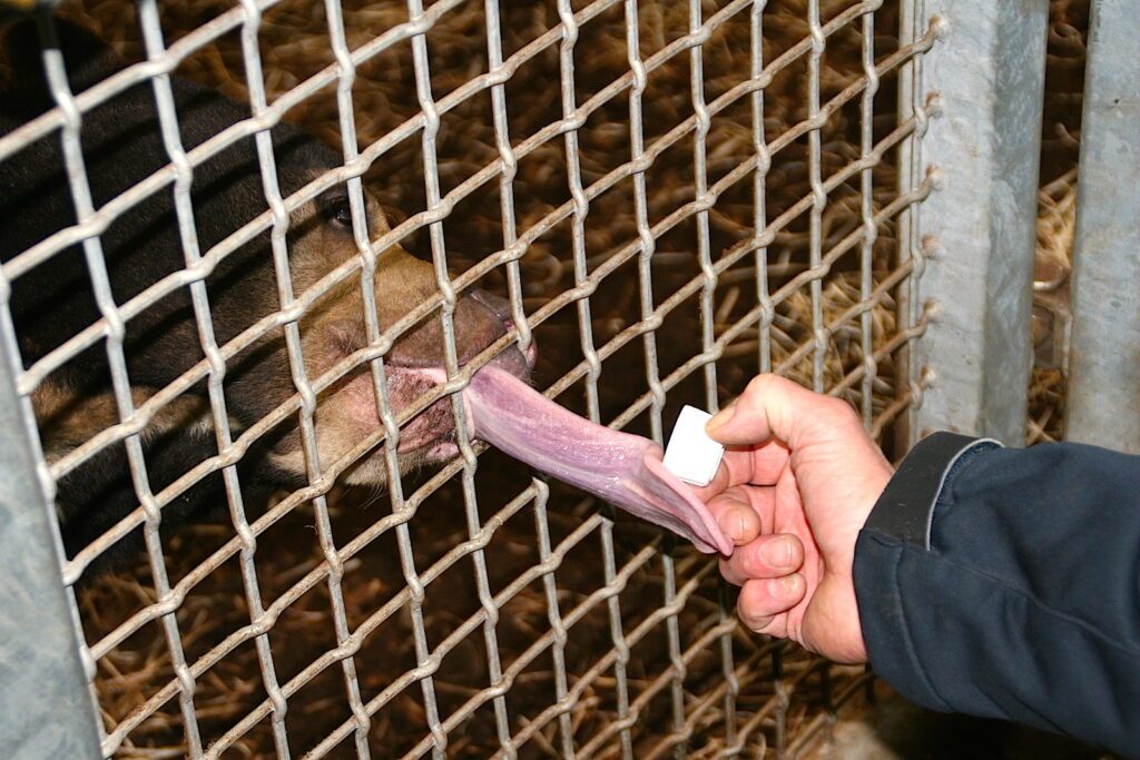 Hinter den Kulissen des Burgers Zoo, Arnheim 4 BurgersZoo Malaienbaer Zunge