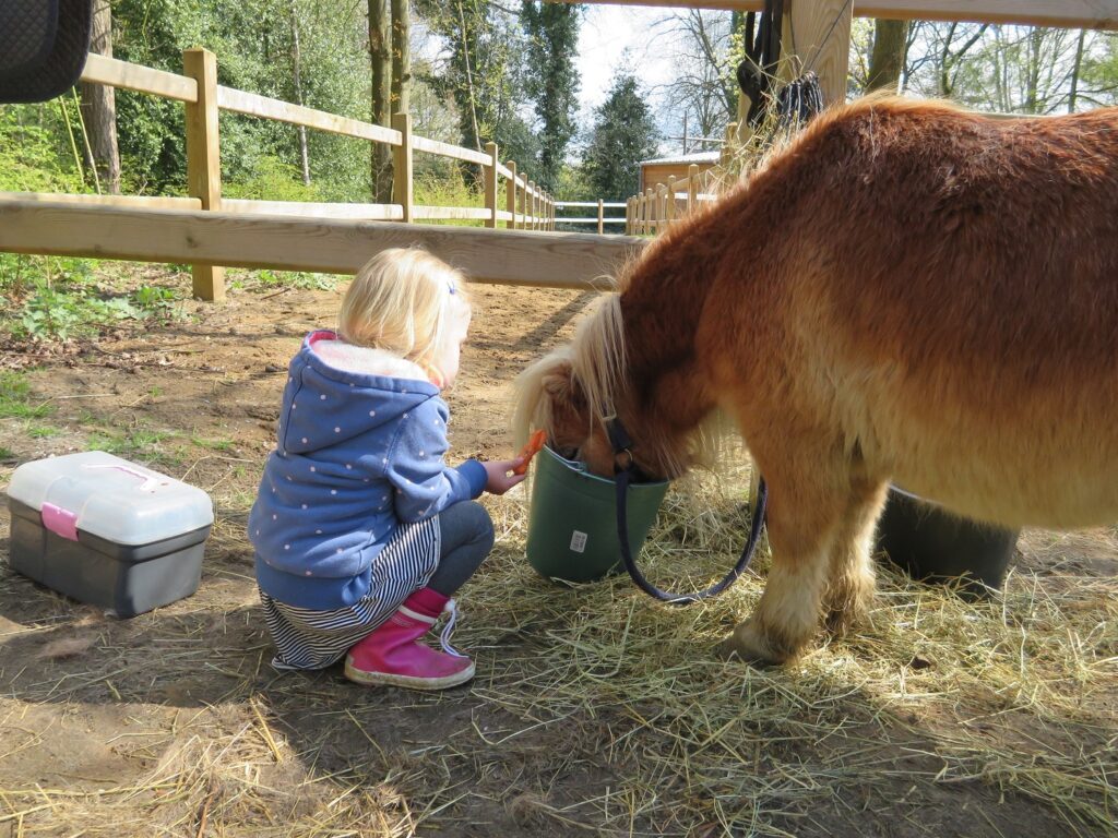 Pony-Urlaub im Center Parcs Erperheide in Belgien 4 Center Parcs Erperheide Pony