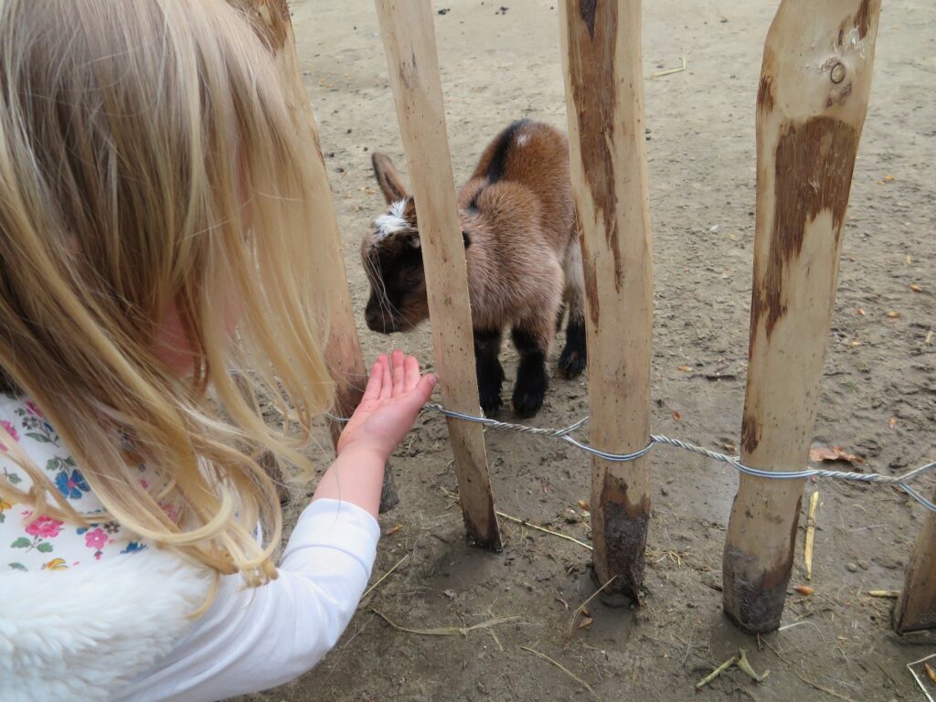 center-parcs-erperheide-streichelzoo