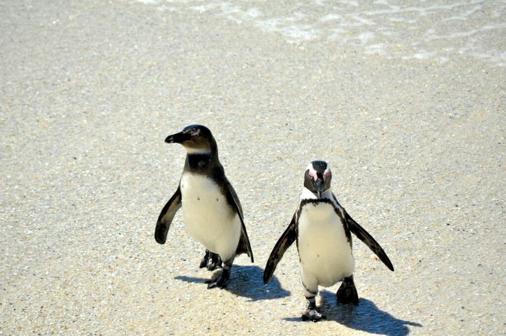 Südafrika zu Viert - Teil 1: Planschen mit Pinguinen 7 Foto11