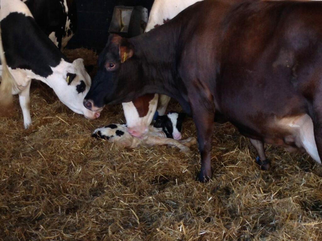 Landwirtschaft hautnah - Tag des offenen Hofes 3 Geburt Kalb