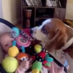 Guilty dog apologizes baby for stealing her toy It is never too late for apologize for friends. YouTube e1677160005335
