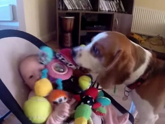 Guilty dog apologizes baby for stealing her toy It is never too late for apologize for friends. YouTube e1677160005335
