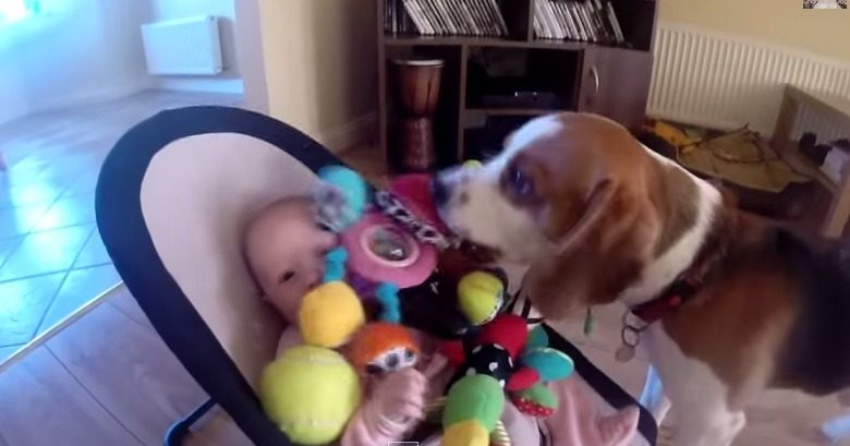 Dog-Content muss auch mal sein 43 Guilty dog apologizes baby for stealing her toy It is never too late for apologize for friends. YouTube