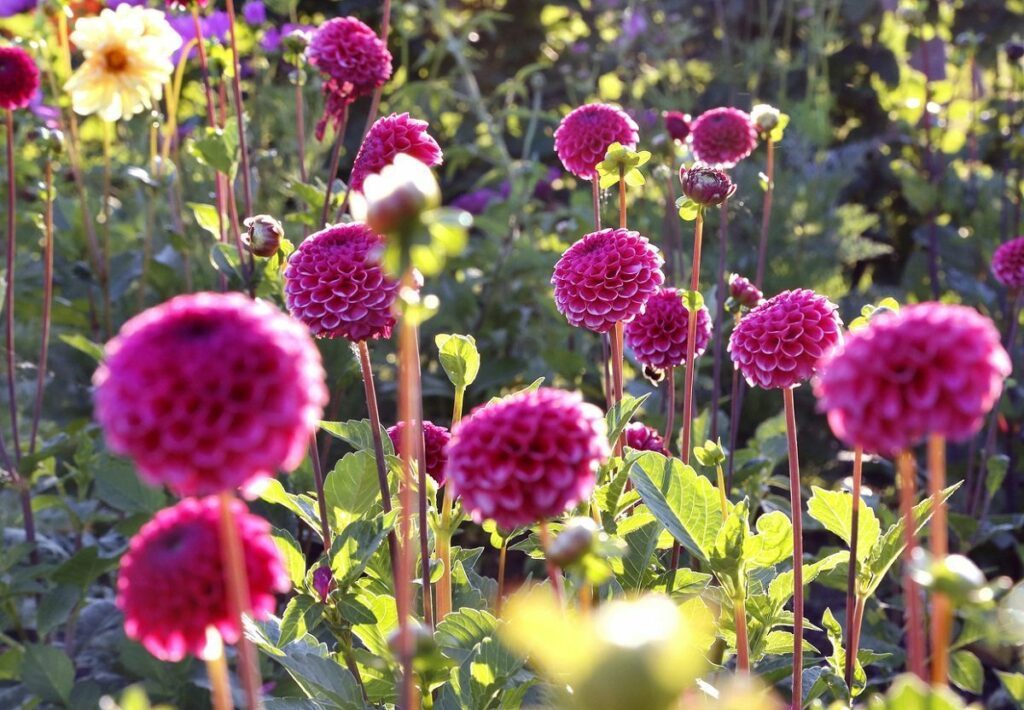 Vielen Dank für die Blumen. Die IGS 2013 aus Sicht eines Vaters 3 Blumen auf der IGS 2013 in Hamburg