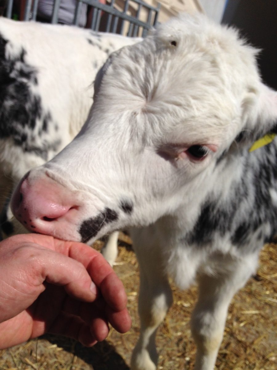 Landwirtschaft hautnah - Tag des offenen Hofes 6 Kalb Closeup