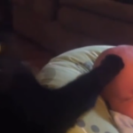 Katze streichelt Baby in den Schlaf YouTube e1677166528416