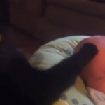 Cat Content: Katze hilft beim Einschlafen 5 Katze streichelt Baby in den Schlaf YouTube e1677166528416
