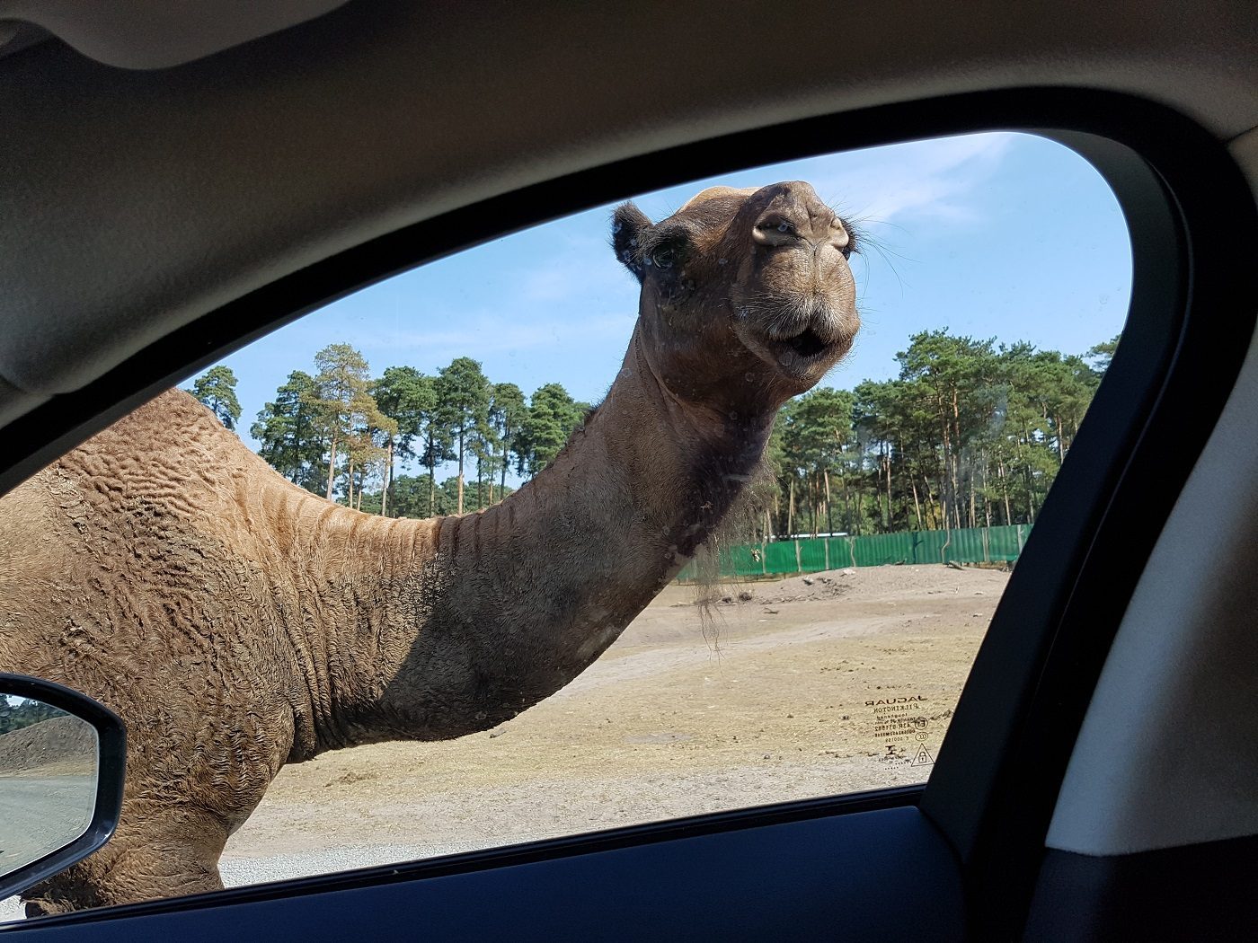 Serengeti-Park Hodenhagen Kamel