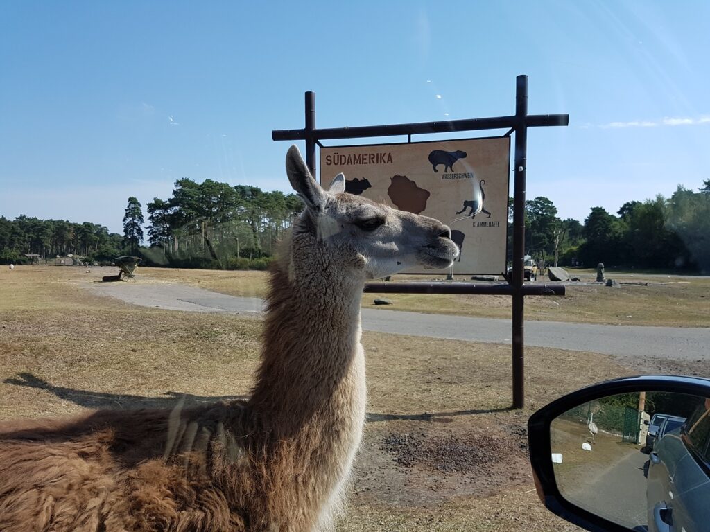 Serengeti-Park Hodenhagen Lama