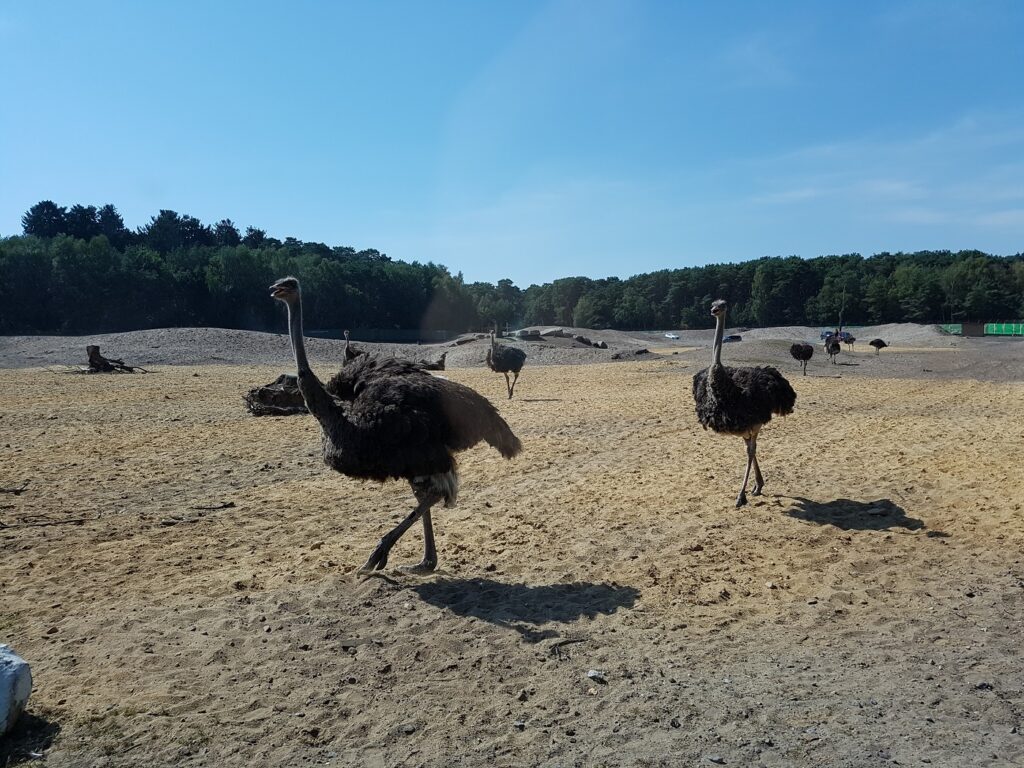 Serengeti-Park Hodenhagen Strauss