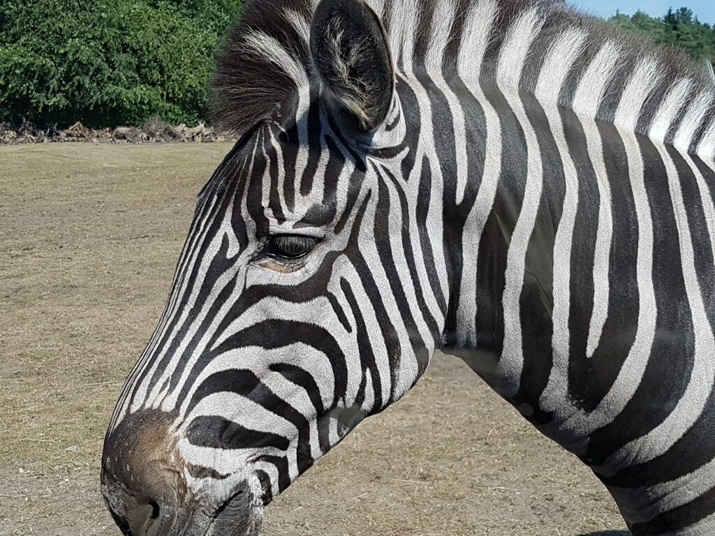 Serengeti-Park Hodenhagen Zebra